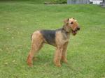 Airedale 104