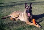Belgian Malinois 207