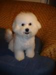 Bichon Frisee 209