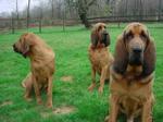 Bloodhounds 210