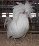Chicken Polish White 3011