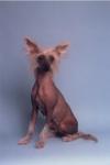 Chinese Crested 222
