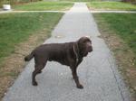 Chocolate Lab 128