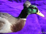 Duck Crested 2004