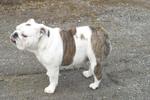 English Bulldog 132