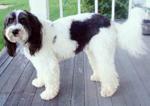 Mixed Breed 176