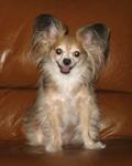 Mixed Breed 218