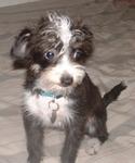 Mixed Breed 248