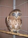 Owl Bobook 3018