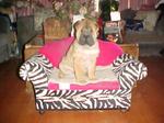 Sharpei 262