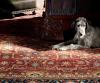 Irish Wolfhound Ralph Lauren