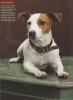 Jack Russell Town & Country  1