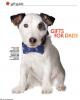 Jack_Russell_Real_Simple