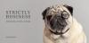Pug Warby Parker