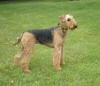 Airedale 104