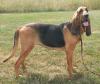Bloodhound 210