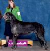 Irish Wolfhound 145
