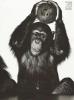 Chimpanzee & Orangutan Vogue 1