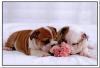 English Bulldog Puppies Ralph Lauren