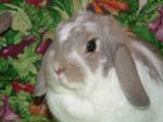 Bunny 2008
