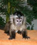 Capuchin 1113