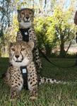 Cheetahs 1112
