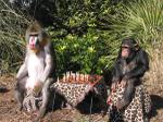 Chimp & Mandrill Play Chess 1111