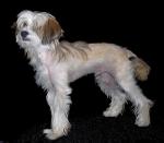 Chinese Crested 159