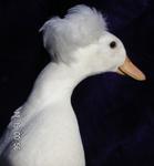 Duck Crested 2005