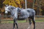 Horse-gray 1005