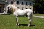 Horse Andalusian White 1002