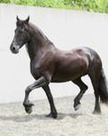 Horse Fresian 1023