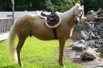 Horse Palomino 1017