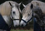 Horses Gray Percherons 1003