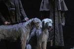 Irish Wolfhounds Lucia 6645