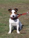 Jack Russell 149