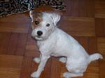 Jack Russell 150