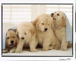 Golden Retriever Puppies Ralph Lauren 6666