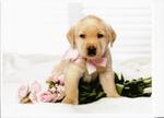 Labrador Retriever Puppy Ralph Lauren 6667