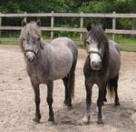 Miniature Horses Gray 1008