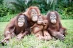 Orangutans 1109
