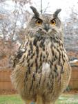 Owl Eurasian Eagle 3002