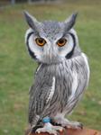 Owl White Faced Scops 3007