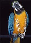 Parrot Macaw Blue & Gold Jewelry 6702