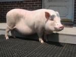 Pig 2012