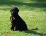 Portuguese Water Dog 183